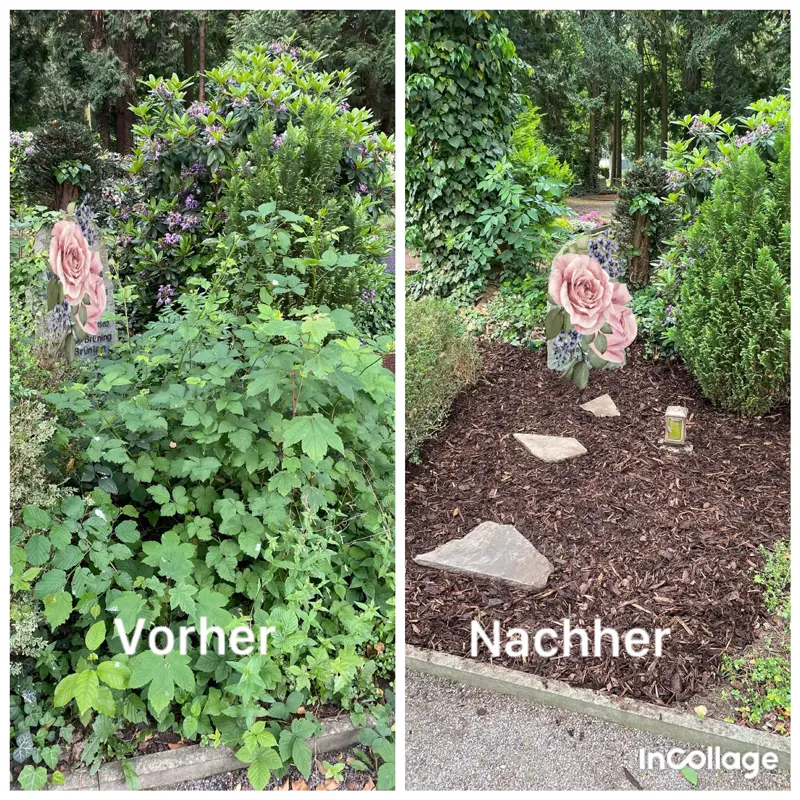 Beet vor und nach der Entfernung von starkem Bewuchs