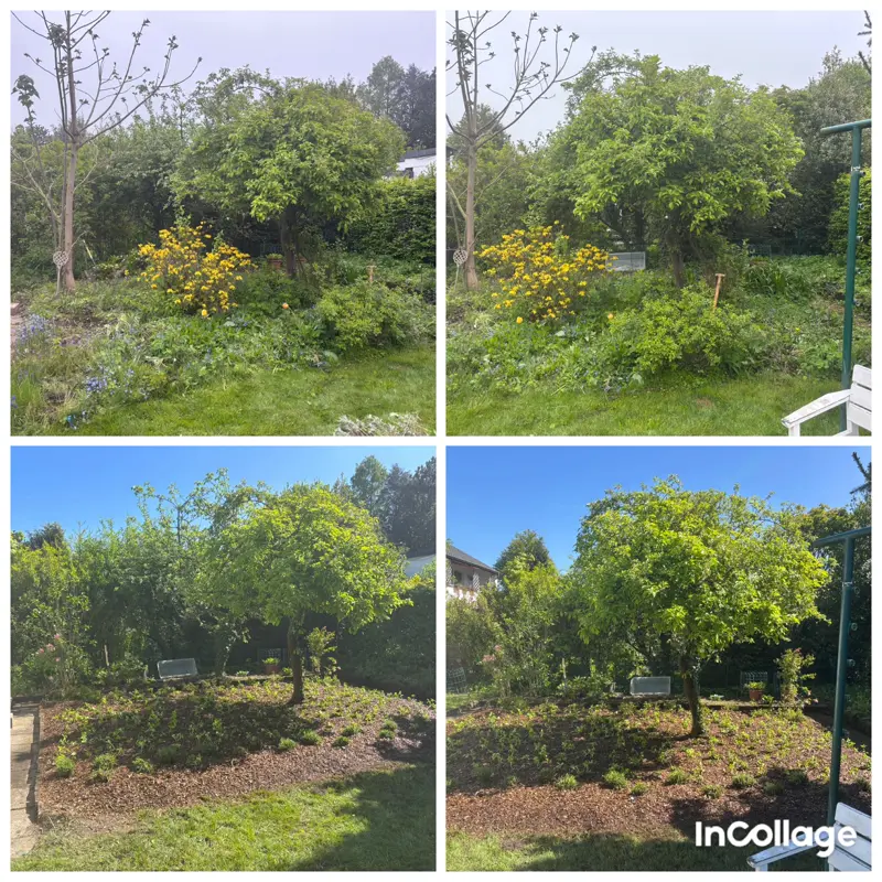Gartenbeet vor und nach der Pflege